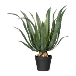 Deko-Sukkulente Agave In Grün